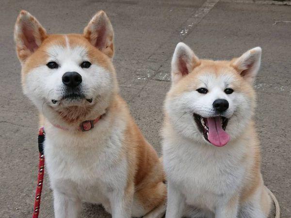 ロイヤルホテル大館 大館市 エクステリア 写真